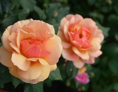 Картинка розы Роза бель анж с эффектом черно-белого фильтра