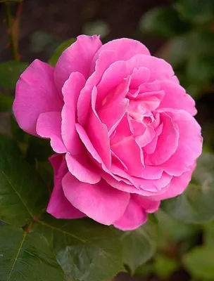 Фото розы Роза бель анж с альтернативной цветовой обработкой