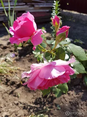 Фотка розы Роза бель анж с пастельными цветами