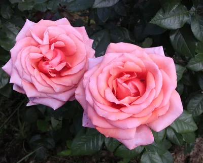 Картинка розы Роза бель анж в формате webp с эффектом винтажа