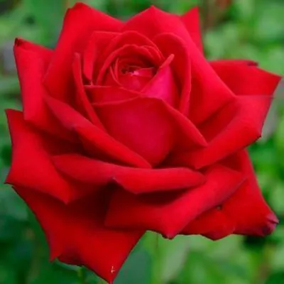 Фото розы Роза бель анж с возможностью скачать в высоком разрешении