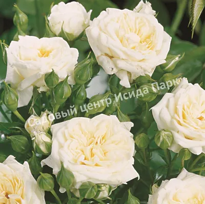 Фотография розы Роза бель анж с использованием макро-объектива для детализации