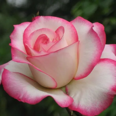 Фотка розы Роза бель анж с эффектом старинной фотографии