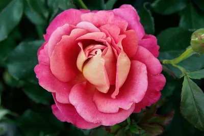 Картинка розы Роза бель анж в ярких и насыщенных цветах