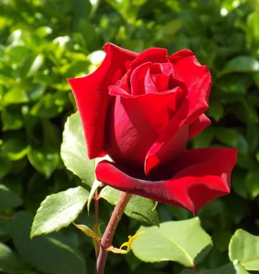 Изображение розы Роза бель анж как идеальное украшение для главной страницы