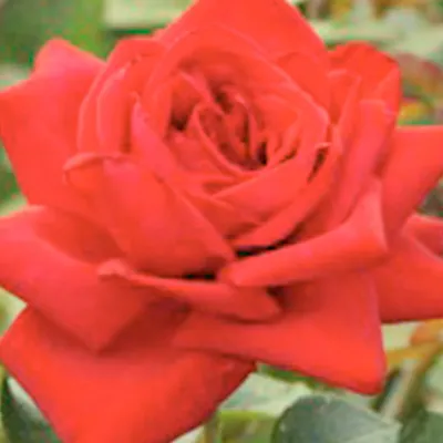 Фотография розы Роза бель анж для рекламных материалов