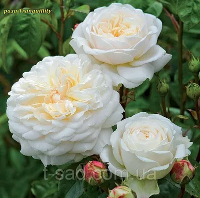 Фотка розы Роза бель анж с красивым пейзажем в фоне