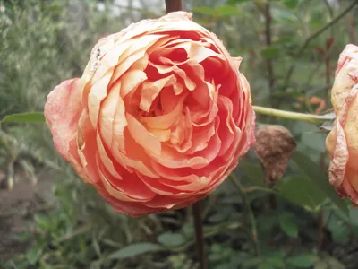 Картинка розы Роза бель анж с эффектом глубины резкости