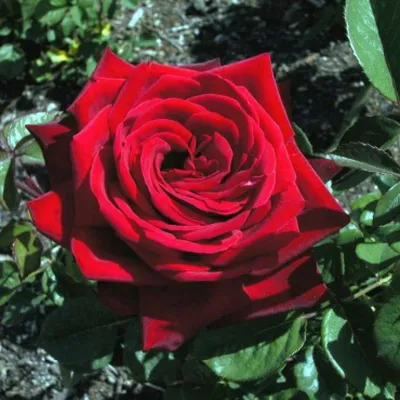 Фото розы Роза бель анж в формате jpg для использования в социальных сетях