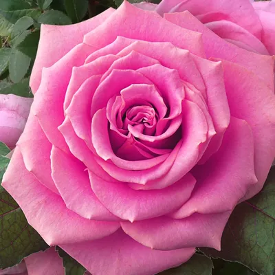 Фотка розы Роза бель анж в формате webp