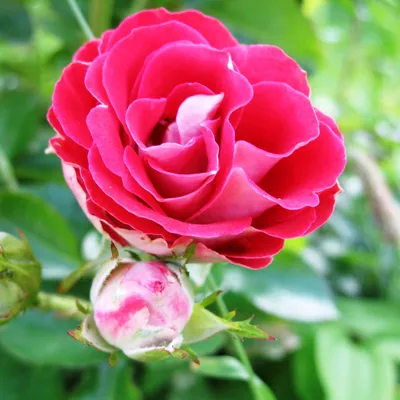 Фотка розы Роза бель анж с воздушной и легкой атмосферой