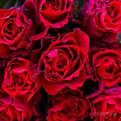 Картинка розы Роза бель анж с эффектом двойной экспозиции