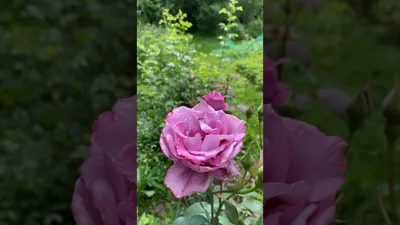 Фото розы Роза бель анж для использования в коллекции ботанических иллюстраций