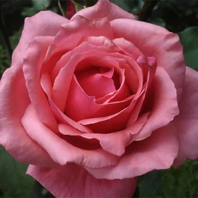 Картинка розы Роза бель анж: размер большой, формат png