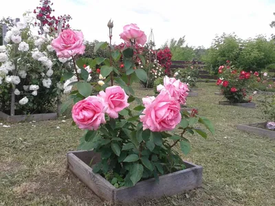 Фото розы Роза бель анж для загрузки в формате jpg