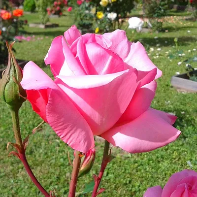 Изображение розы Роза бель анж в качестве фотографии