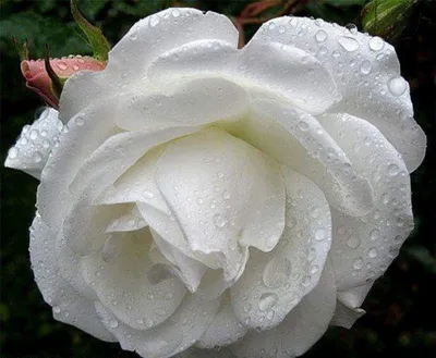 Роза белая лебедь: великолепное фото для ценителей красоты