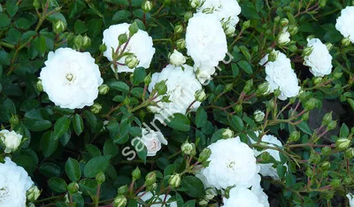 Изображение Роза белая лебедь: фото с элегантной белой розой