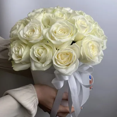 Роза белая лебедь: изображение с изысканной комбинацией цветов
