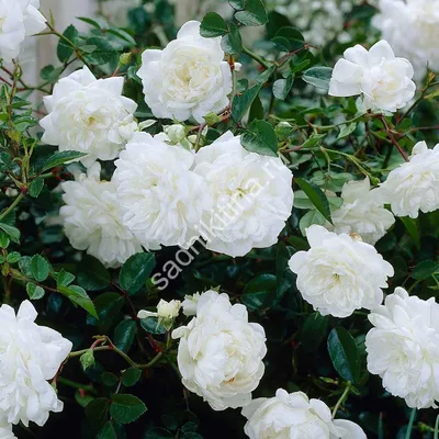 Роза белая лебедь: красивое изображение для скачивания в png