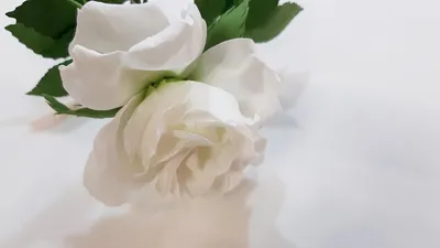 Роза белая лебедь: фотография полная нежности и изящества