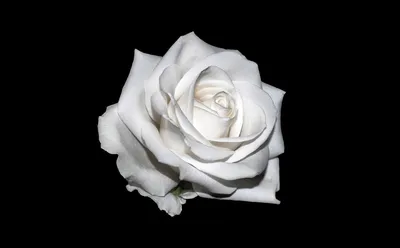 Изображение Роза белая лебедь: великолепное фото для ценителей красивых роз