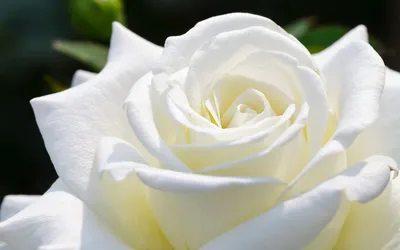 Роза белая лебедь: элегантная роза в формате jpg для скачивания