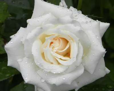 Фотка Роза белая лебедь: прекрасная роза на ваш выбор в формате webp