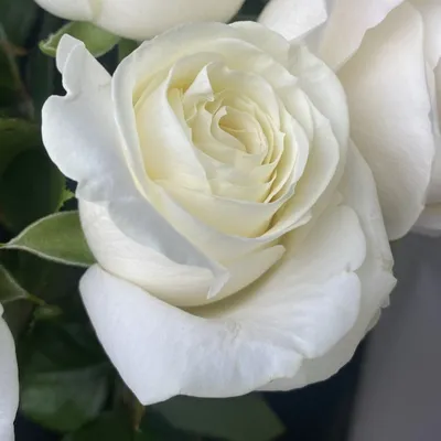 Изображение Роза белая лебедь: прекрасная роза в формате webp