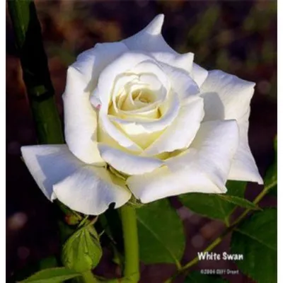 Роза белая лебедь: фотография с натуральными оттенками