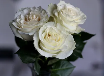 Картинка Роза белая лебедь: изысканная роза в высоком качестве