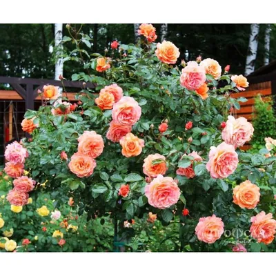 Фото розы бельведер в формате jpg