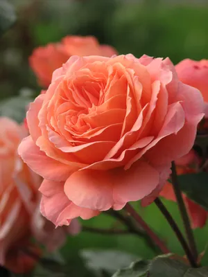 Романтическое изображение розы бельведер в webp формате