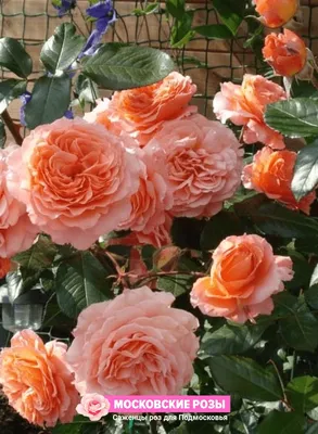 Впечатляющая фотография розы бельведер в jpg