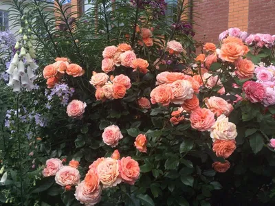 Фотка прекрасной розы бельведер в jpg