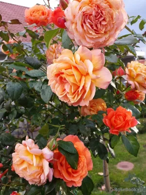 Привлекательная роза бельведер на скачивание в png