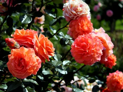 Очаровательное изображение розы бельведер в webp формате
