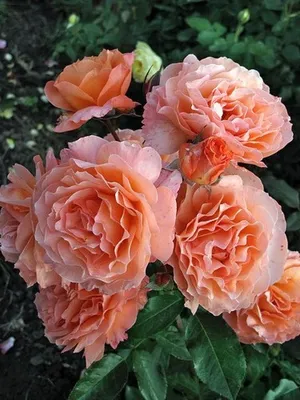 Фотография розы бельведер с высоким разрешением в jpg