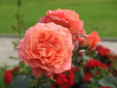Уникальное изображение розы бельведер в формате webp