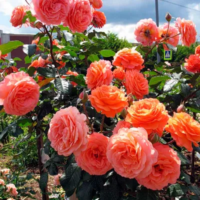 Фото розы бельведер с прекрасной композицией в jpg
