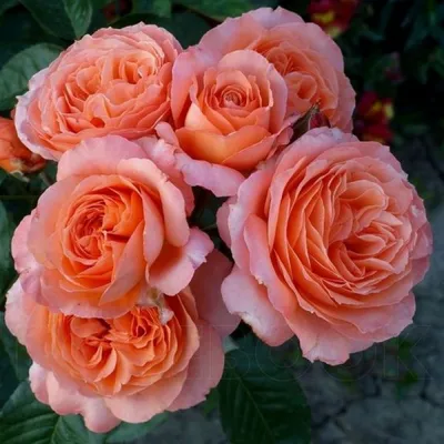Красивая роза бельведер на скачивание в png формате