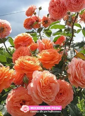 Романтическое изображение розы бельведер в формате webp