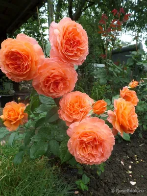 Фотка розы бельведер с яркими красками в jpg