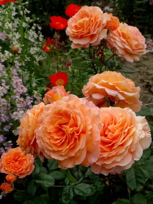 Классное изображение розы бельведер в формате webp
