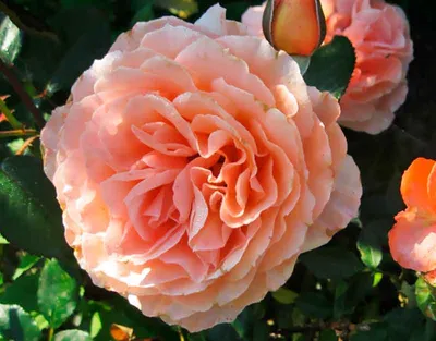 Фотография розы бельведер с прекрасным освещением в jpg