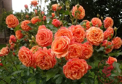 Уникальное изображение розы бельведер в webp формате