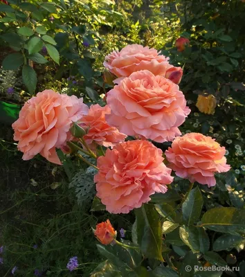 Фото розы бельведер с элегантной композицией в jpg