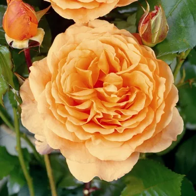 Магическое изображение розы бельведер в формате webp