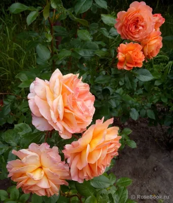 Лучшее изображение розы бельведер в формате webp