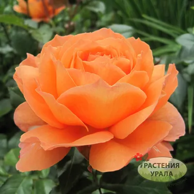 Уникальное изображение розы бельведер в формате webp